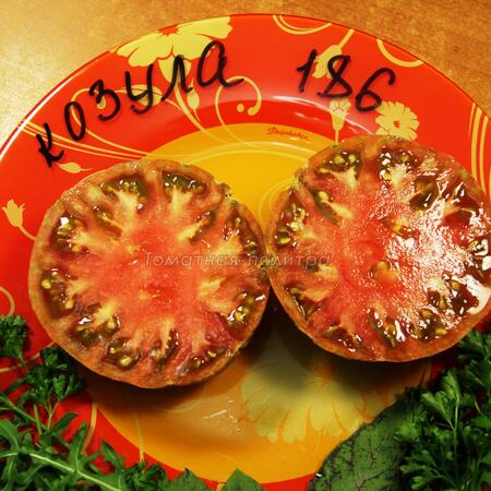 Томат Козула 186 (Kozula 186), Польша
