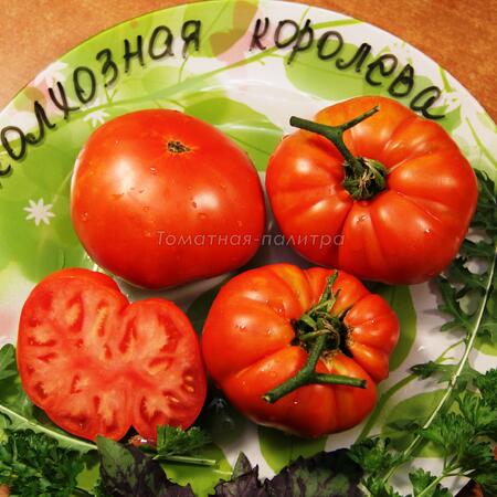 Томат Колхозная королева, Россия
