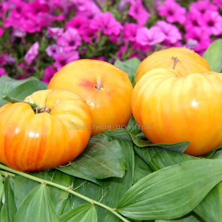 Томат Конфеты Вирджинии / Вирджиния Сладости (Virginia Sweets), США