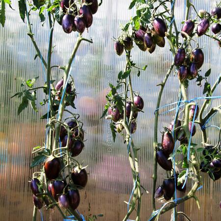 Томат Атомный виноград Бреда (Brad's Atomic Grape), США