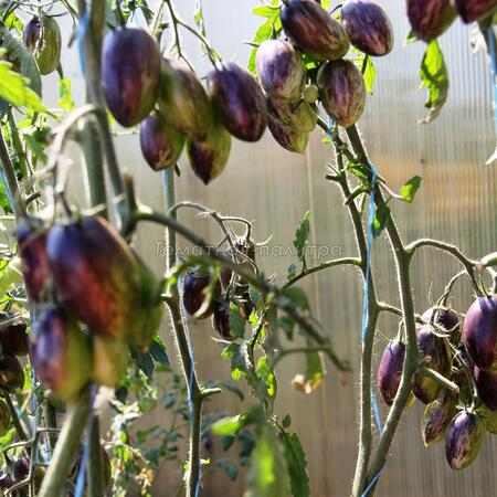 Томат Атомный виноград Бреда (Brad's Atomic Grape), США