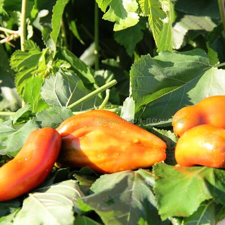 Томат Кубинский Чёрный Перцевидный / Коричневый Кубинский Перец