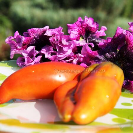 Томат Кубинский Чёрный Перцевидный / Коричневый Кубинский Перец