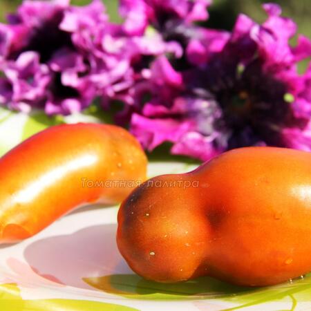 Томат Кубинский Чёрный Перцевидный / Коричневый Кубинский Перец
