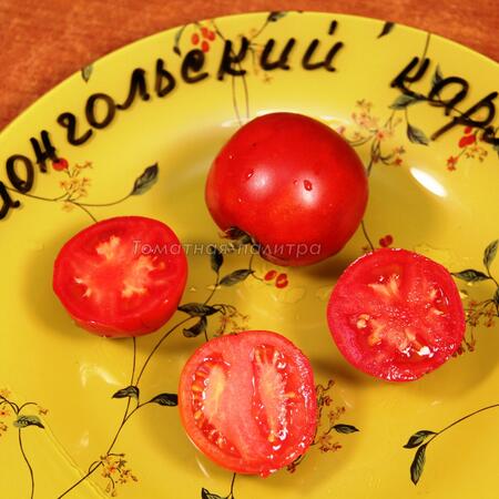 Томат Монгольский карлик, Россия