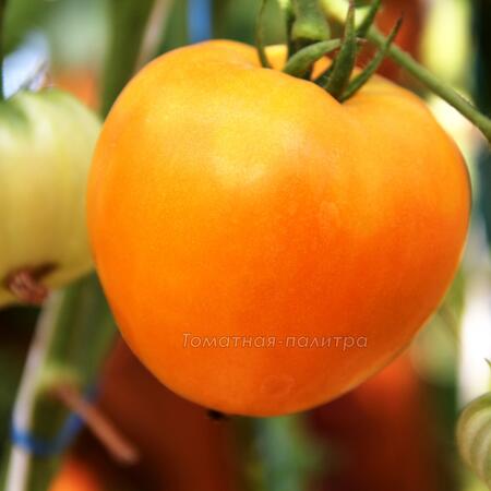 Томат Хурма / Персимон (Persimmon), США
