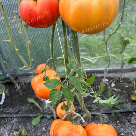 Томат Полосатый Синка (Sinks Striped), США