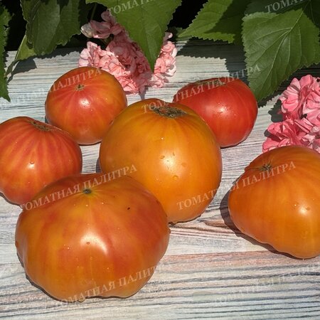 Томат Полосатый Синка (Sinks Striped), США