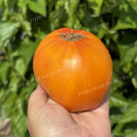 Томат Полосатый Синка (Sinks Striped), США