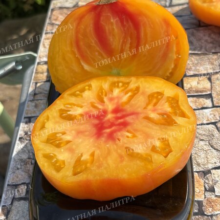 Томат Полосатый Синка (Sinks Striped), США