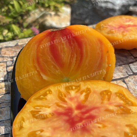 Томат Полосатый Синка (Sinks Striped), США