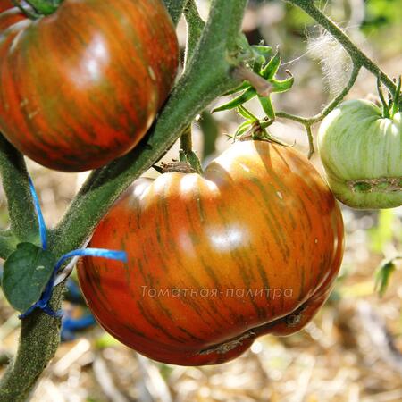 Томат Полосатый шоколад (Chocolate Stripes), США