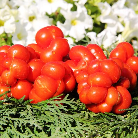 Томат Рейсетомат / Чесночный (Reisetomate), Гватемала