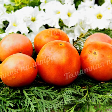 Томат РОЗОВЫЙ ГРЕЙПФРУТ