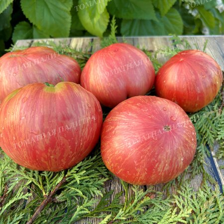 Томат Розовый Джаз / ДЖАЗ (Pink Jazz / Jazz), США