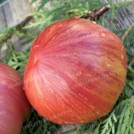 Томат Розовый Джаз / ДЖАЗ (Pink Jazz / Jazz), США