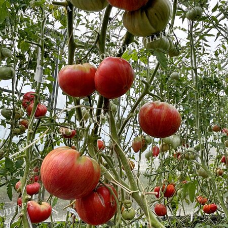 Томат Розовый Джаз / ДЖАЗ (Pink Jazz / Jazz), США