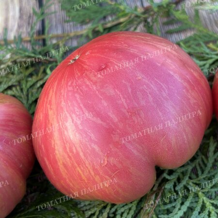 Томат Розовый Джаз / ДЖАЗ (Pink Jazz / Jazz), США