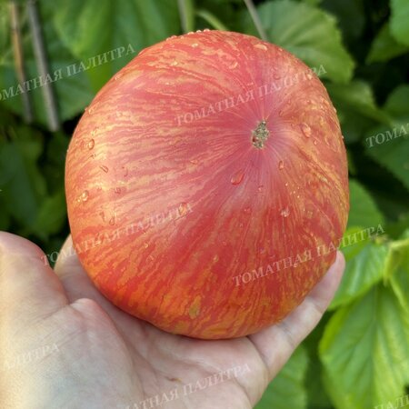 Томат Розовый Джаз / ДЖАЗ (Pink Jazz / Jazz), США