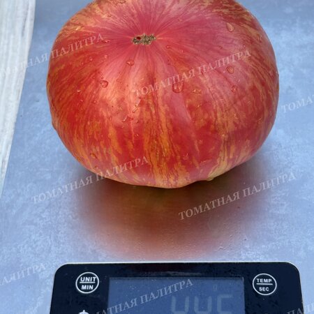 Томат Розовый Джаз / ДЖАЗ (Pink Jazz / Jazz), США