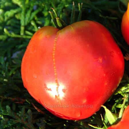 Томат Сербское Сердце (Serbian Oxheart), США