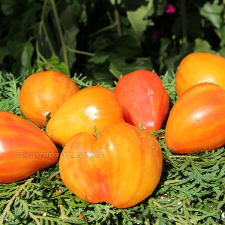 Томат Сердце абрикосовой зебры (Heart of Zebre Apricot), Франция