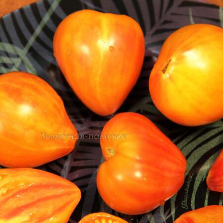 Томат Сердце абрикосовой зебры (Heart of Zebre Apricot), Франция