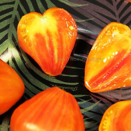 Томат Сердце абрикосовой зебры (Heart of Zebre Apricot), Франция
