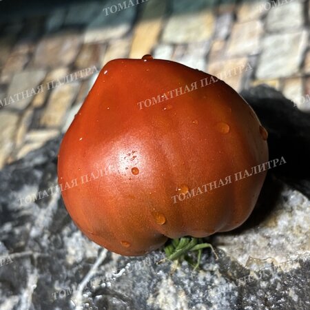 Томат Сердце Линнея (Linnaeus heart), США