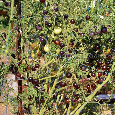 Томат Сине-Золотые Ягоды (Blue gold berries), США