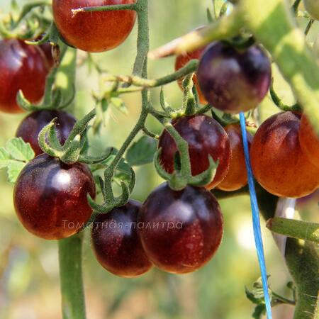 Томат Сине-Золотые Ягоды (Blue gold berries), США