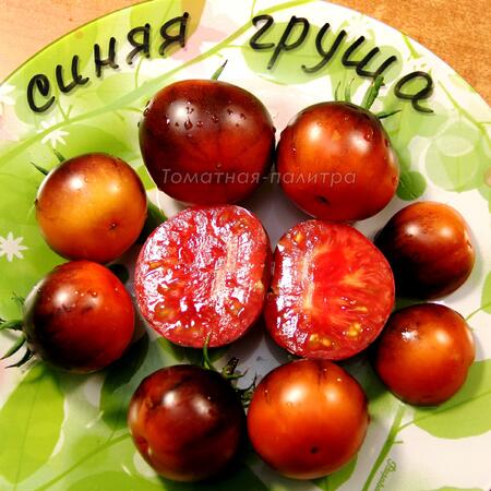 Томат Синяя груша (Blue Pear)