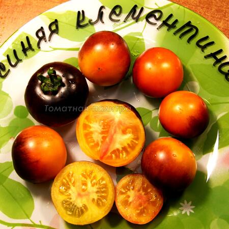 Томат Синяя Клементина (Clémentine Bleue)