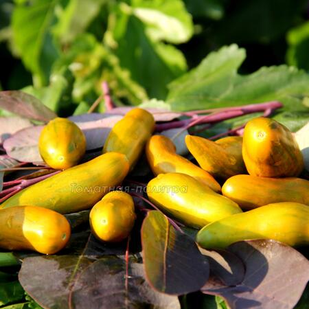 Томат Сосиска Зеленая (Green Sausage), Нидерланды