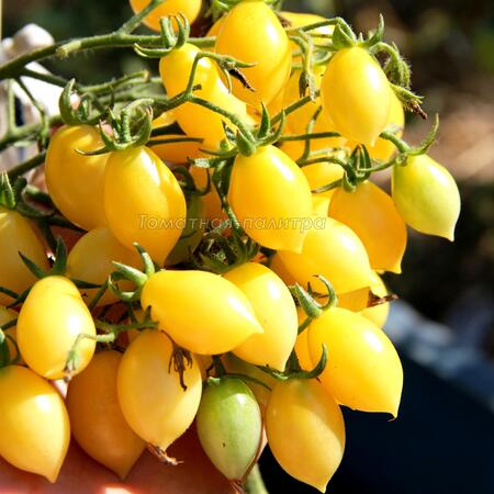 Томат Сумасшедшие вишни Барри (Barry's crazy cherry), США