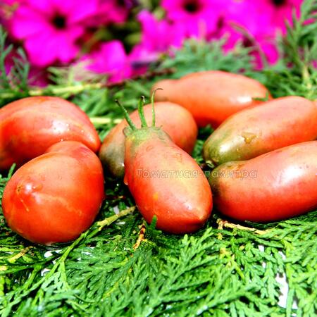 Томат Фиолетовая гордость Весселя (Wessel's Purple Pride) или Чероки сосидж (Cherokee Sausage), США