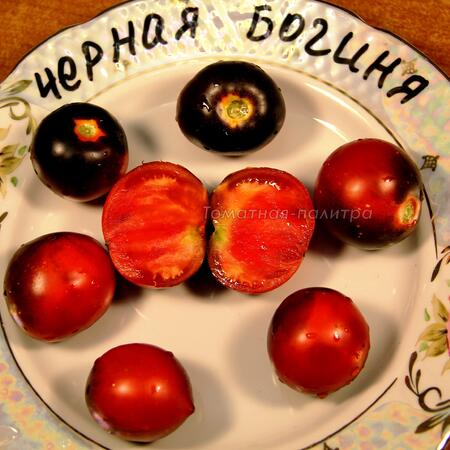 Томат Черная Богиня, Россия