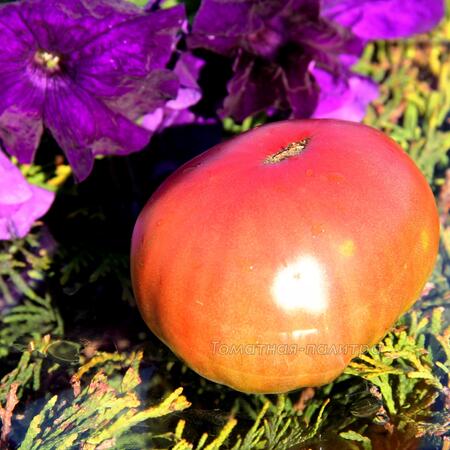 Томат Черный Крым (Black Krim) / ВКХ