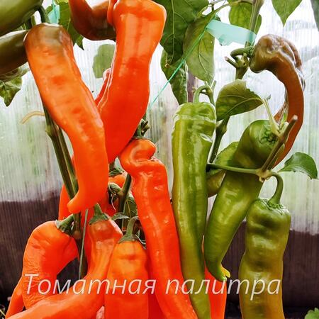 Томат Перец РАМИРО ОРАНЖЕВЫЙ