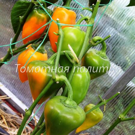 Томат Перец ЛЕСЯ ЖЕЛТАЯ