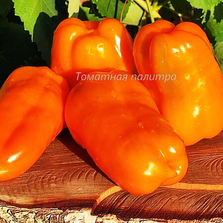 Томат Перец БИГ МАМА