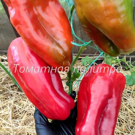 Томат Перец БОЛЬШАЯ БЕРТА
