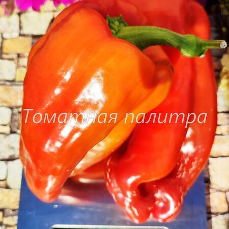 Томат Перец БОЛЬШАЯ БЕРТА