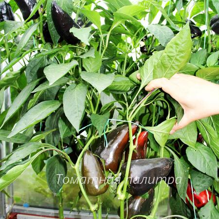 Томат Перец НОКТЮРН