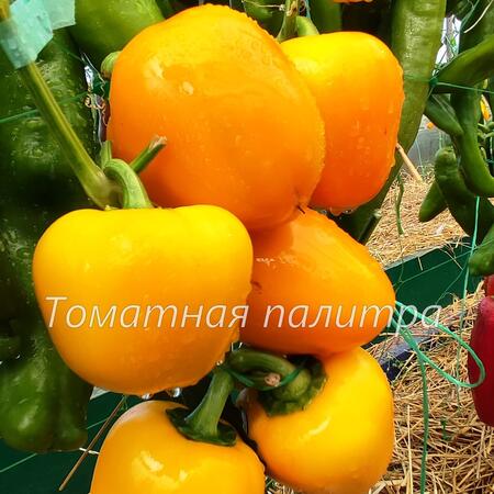 Томат Перец ГОГОШАР САВЕЛОВА 27