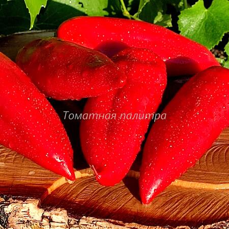 Томат Перец КИТАЙСКАЯ СТЕНА