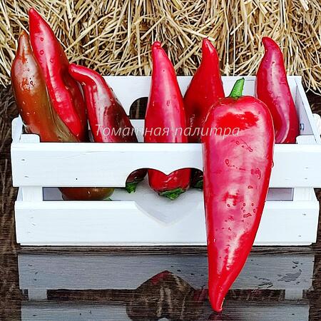 Томат Перец АДЖИ МОНАГРЕ (AJI MONAGRE)