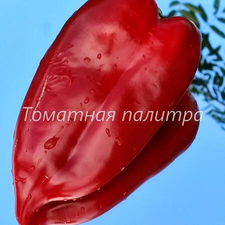 Томат Перец РИД