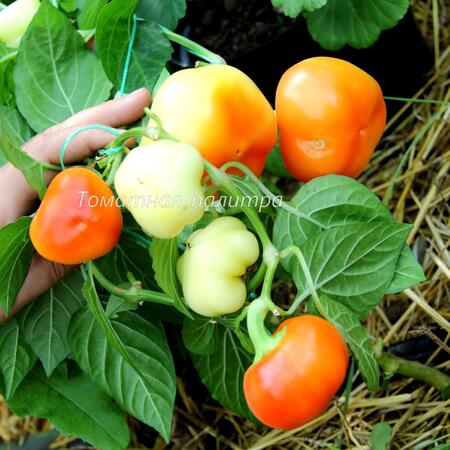 Томат Перец ЗОЛОТОЕ ЯБЛОКО (Aranyalma) 