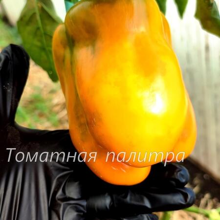Томат Перец ЛЕВ